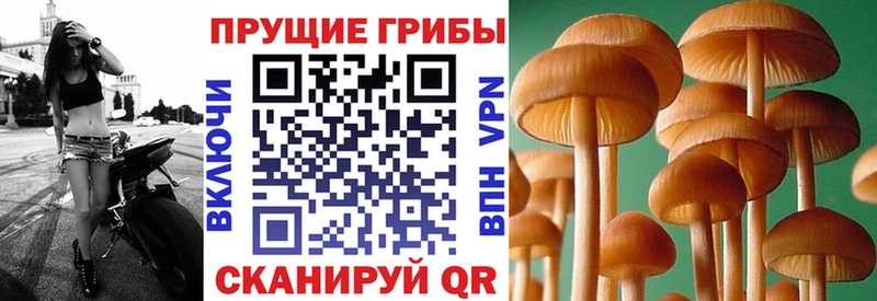 купить наркотик  Сердобск  Псилоцибиновые грибы мухоморы 